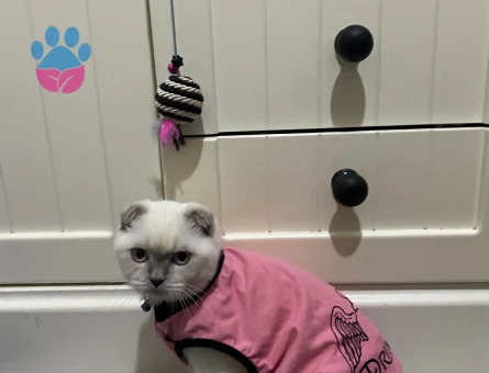 Scottish Fold kızıma gaziosmanpaşa veya cevresinden erkek kedi arıyoruz