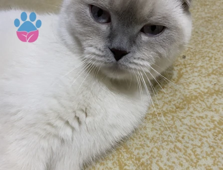 Scottish Fold kızıma gaziosmanpaşa veya cevresinden erkek kedi arıyoruz