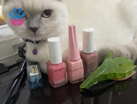 Scottish Fold kızıma gaziosmanpaşa veya cevresinden erkek kedi arıyoruz