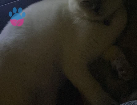 Scottish Fold kızıma gaziosmanpaşa veya cevresinden erkek kedi arıyoruz