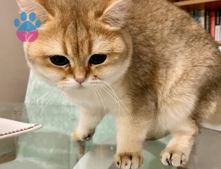 golden kedime dişi arıyoruz. Baba oldu önceden