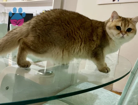 golden kedime dişi arıyoruz. Baba oldu önceden