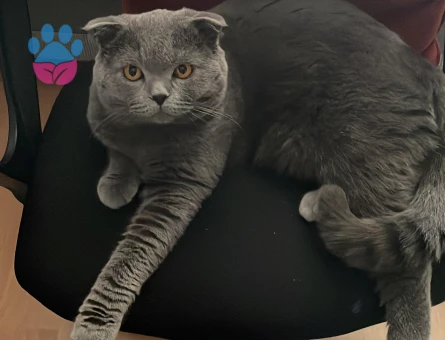 Scottish fold 1.5 yaşında eş arıyorum