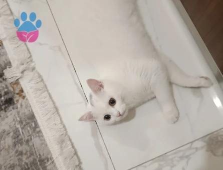 1 yaşındaki kızımıza eş arıyoruz