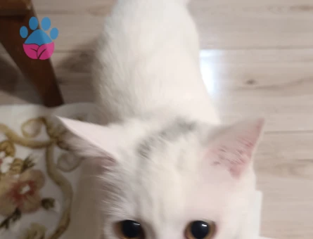 1 yaşındaki kızımıza eş arıyoruz