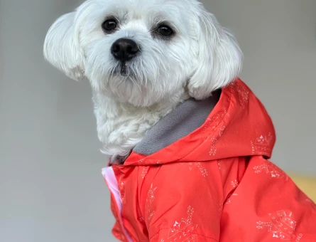 Maltese terrier - 118976000
