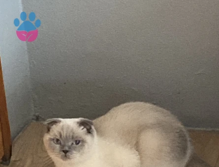 Kızımıza Damat arıyoruz.