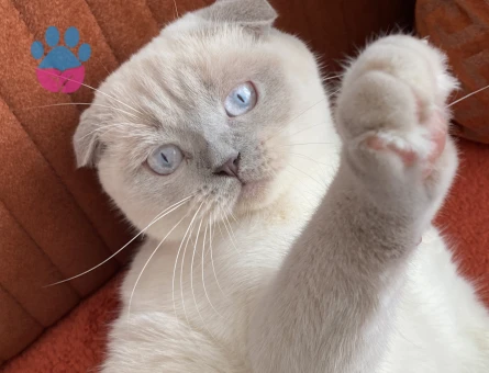 Kızımıza Damat arıyoruz.