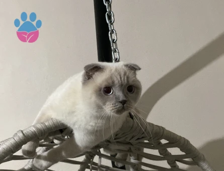 Kızımıza Damat arıyoruz.