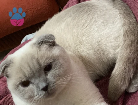 Kızımıza Damat arıyoruz.