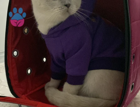 Kızımıza Damat arıyoruz.