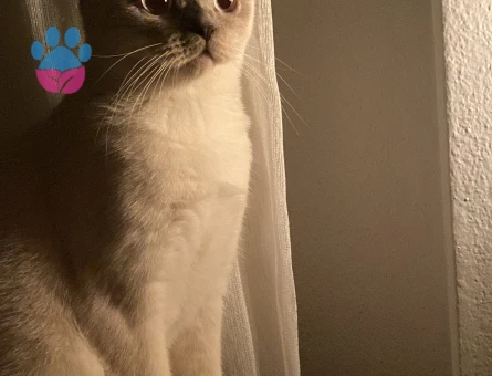 Kızımıza Damat arıyoruz.