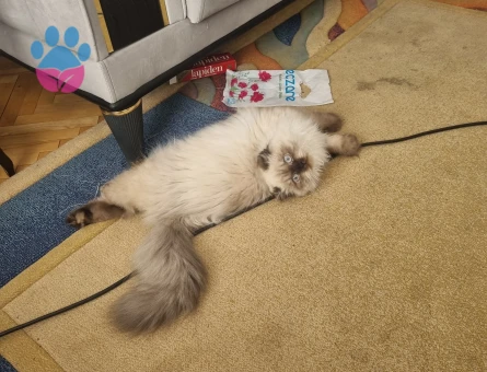 Soylu prenses kızıma prens arıyoruz