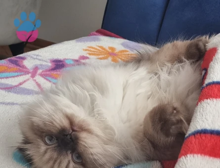 Soylu prenses kızıma prens arıyoruz