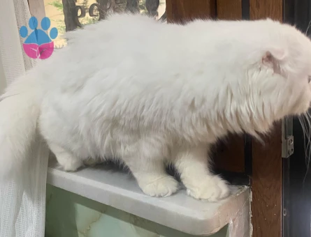 SCOTTİSH FOLD KIZIMA EŞ ARIYORUM