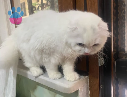 SCOTTİSH FOLD KIZIMA EŞ ARIYORUM