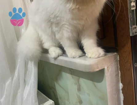 SCOTTİSH FOLD KIZIMA EŞ ARIYORUM