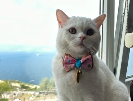 2 Yaşında British Shorthair kızımıza damat arıyoruz. - 118976024