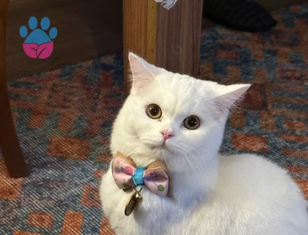 2 Yaşında British Shorthair kızımıza damat arıyoruz.