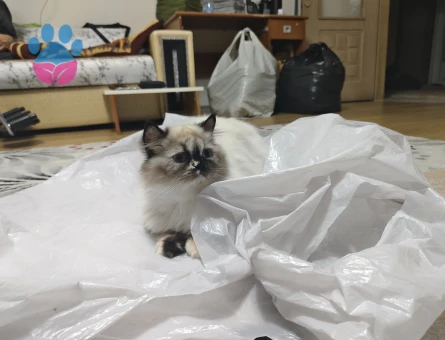 British Longhair Kızımıza eş arıyoruz