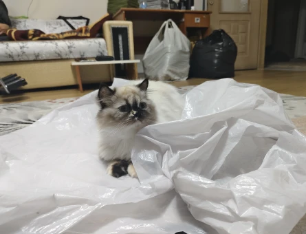 British Longhair Kızımıza eş arıyoruz - 118983243
