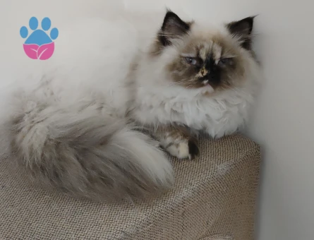 British Longhair Kızımıza eş arıyoruz