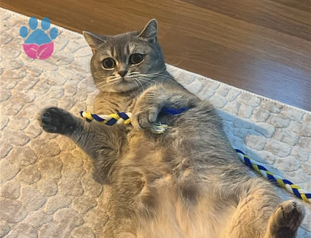 British Shorthair Kedime Eş Arıyorum 2 Yaşında