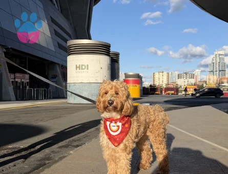 Maltipoo 2 Yaşında Eş Arıyor