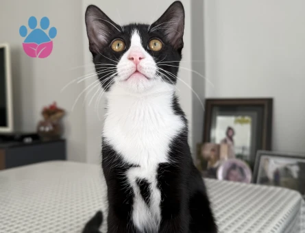 Smokin Erkek Kedime Eş Arıyorum