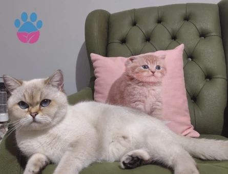 Erkek british eş aranıyor