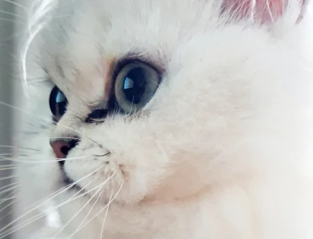 Dişi Chinchilla Kedime Eş Arıyorum - 118967434