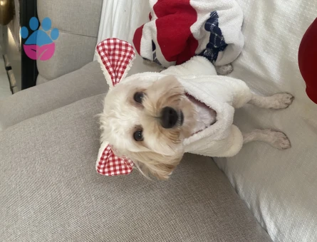 Bal’ımıza damat arıyoruz