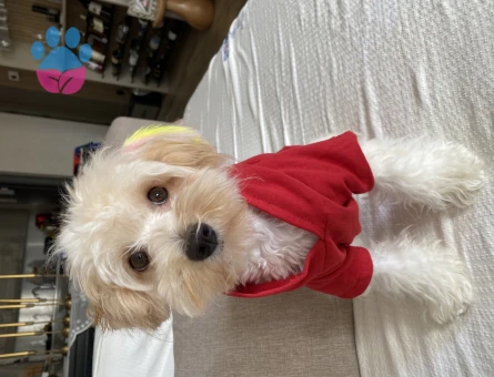 Bal’ımıza damat arıyoruz