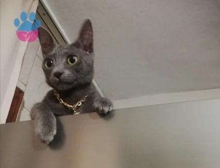Russian blue Dişi 8 aylık