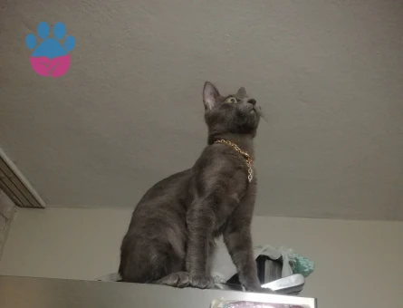 Russian blue Dişi 8 aylık