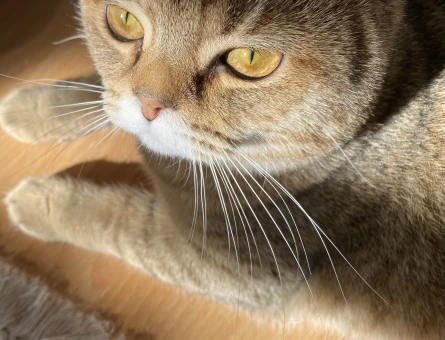British Shorthair 2 Yaşında Eş Arıyor - 118967511