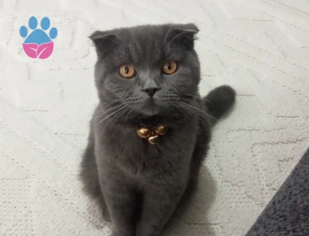 Scottish Fold Zeus Eş Arıyor