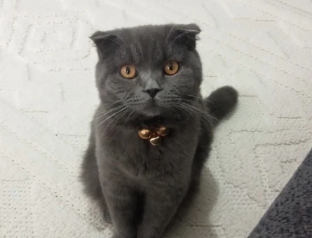 Scottish Fold Zeus Eş Arıyor - 118967514