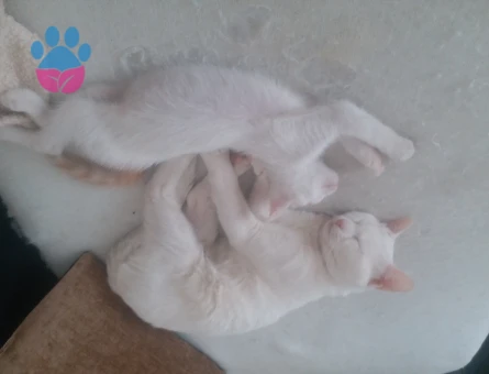 Van Kedisi Oğluma Eş Arıyorum Kızgınlıkta