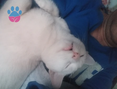 Van Kedisi Oğluma Eş Arıyorum Kızgınlıkta