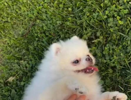 Dişi Pomerinan Boo 3 yaşındaki kızıma eş arıyorum - 118967518