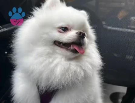 Dişi Pomerinan Boo 3 yaşındaki kızıma eş arıyorum