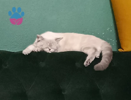 British Kızımıza Eş Arıyoruz