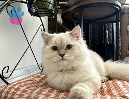 Oğlumuz Leo için eş arıyoruz