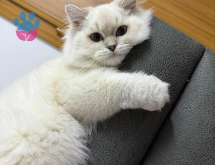 Oğlumuz Leo için eş arıyoruz