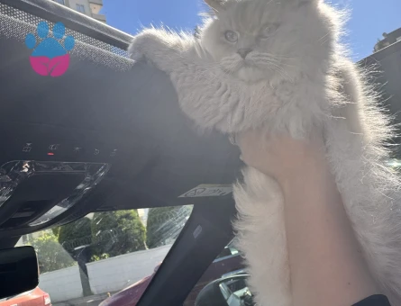 Oğlumuz Leo için eş arıyoruz