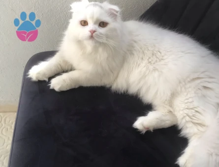 Kedime eş arıyorum