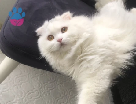 Kedime eş arıyorum