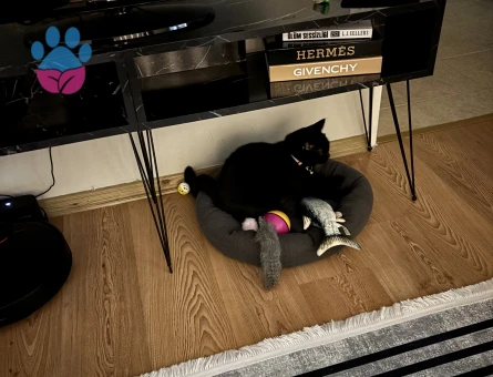 Kızımıza hayırlı bir kısmet arıyoruz