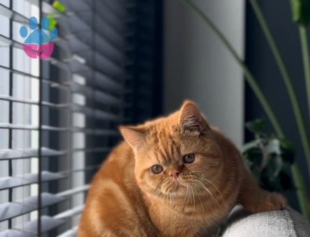 Exotic Shorthair